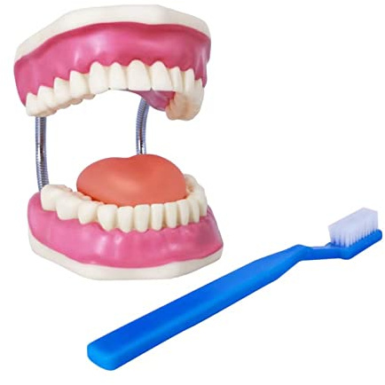 Modèle De Démonstration Dentaire Pour Adultes, 28 Dents Avec Brosse À Dents | Modèle Standard De Dentition Adulte EVOTECH SCIENTIFIC Pour L'Apprentissage, L'Enseignement Et La Démonstration En Anatomie