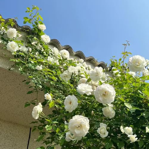 Semillas de rosal - de jardín para lugares soleados perennes resistentes extraño regalos para jardineros decoraciones jardín exteriores exótico verano 400pcs