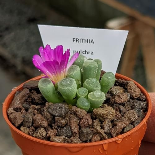 Frithia pulchra - Sunnyplants, Dedos de bebé, plantas Lithops, Suculentas de piedra viva, plantas del dedo del bebé, Piedras vivas, Lithops, Frithia, Planta de piedra