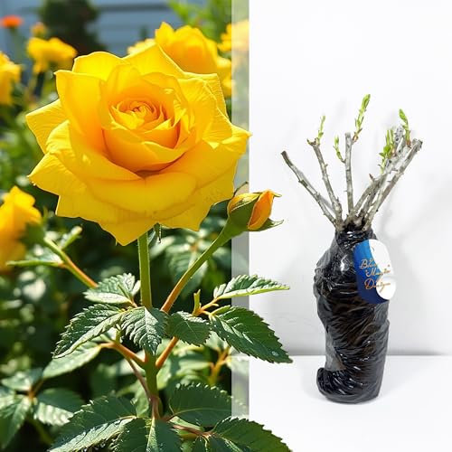 Rosa arbusto giallo a radice nuda resistente Sunshine Lady - Fiori profumati per siepi da giardino, tralicci, passerelle e arbusti da fiore