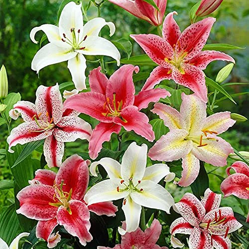 3 x Lilies Oriental Mixed- Mix of Fragrant Lilies with Giant Shaped Flowers and Vibrant Colours- Lovely to Grow Perennial in Summer- for Your Beautiful Garden