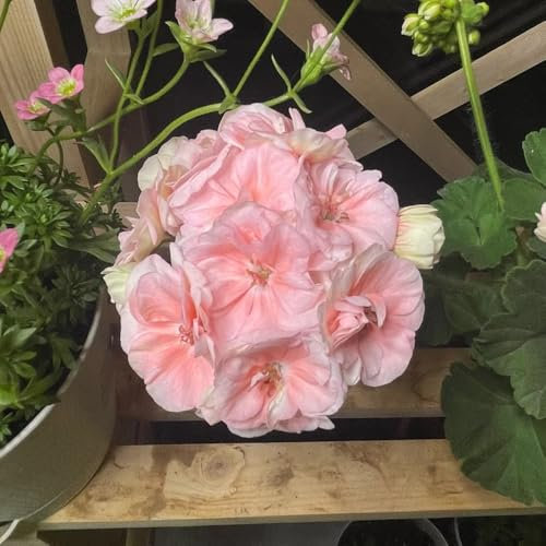 Geranien Samen、 gartenpflanzen、langer Blütezeit für eine blumensamen geschenk、pflanzen für draußen pflanzen garten、Wunderschön leuchtende Blumen mit pflanztopf、fensterbank deko garten 100pcs
