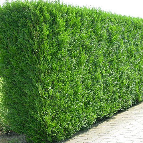 Western Red Cedar Hedging Plants Thuja Atrovirens Evergreen Hedge Plant in Pot (9cm Pot, 5 Plants)