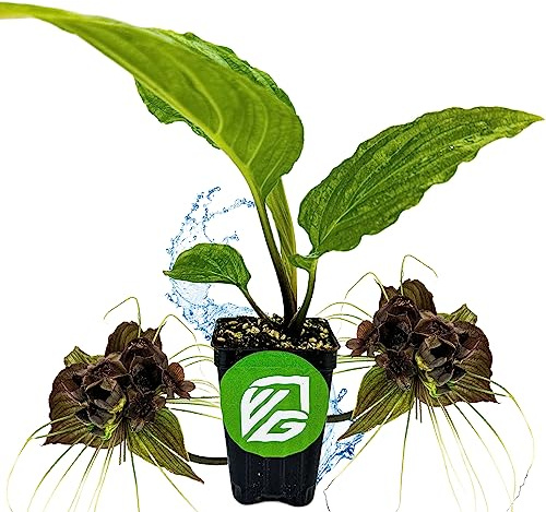 Black Bat Flower Plant - Tacca chantrieri by Wellspring Gardens - Exotic & Rare Indoor or Outdoor Live Plant - Ideal for Home and Garden Landscaping, Dark & Lovely Starter Plant