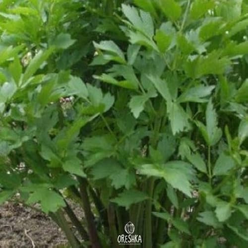 50 Lovage Fresh Seeds ~ Levisticum officinale ~ lyubistok Amursky, Heirloom Lovage