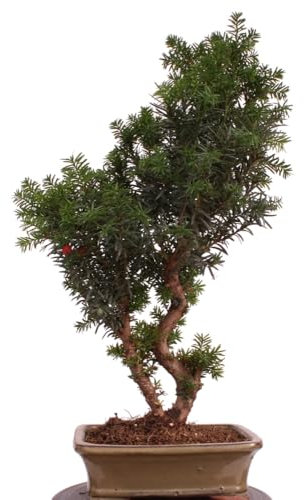 Bonsai - Taxus media, Eibe 220/65