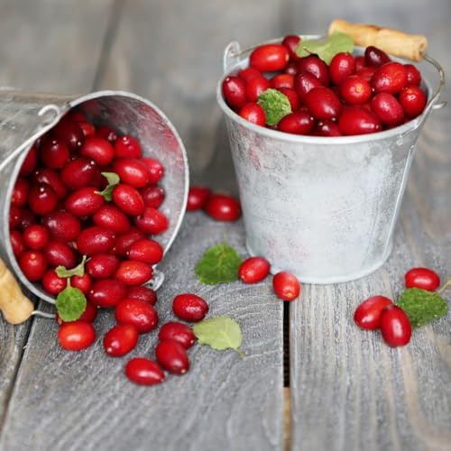semillas de cornejo, Cornus officinalis, setos y arbustos resistentes para el jardín raras columnar 20pcs