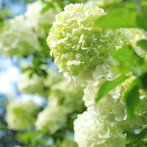 semillas hortensia semillas de perennes resistentes, de jardín resistentes para exterior, jardín 250pcs
