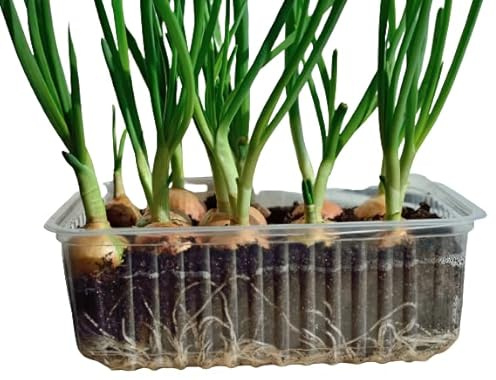 Cultiva tus Propias CEBOLLAS con la Planta de Cebolla Blanca PREMIUM Natural