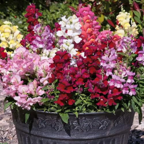 Bedwen Antirrhinum Mix 'Snapshot Select' 7cm Plant x3 – Snapdragon Compact Summer-Flowering Bedding Plants for Garden Borders & Patio Pots