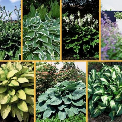 Excellent Hostas Bulbs for Planting Now UK Perennial Greening Good for Containers Display Plant Bulbs Ornamental Easy Plant Natural Organic -15Bulbs-greenB