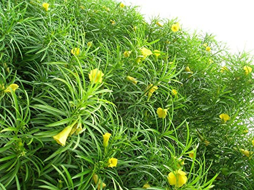 Portal Cool 15 Semi Thevetia Peruviana, Lucky Nut, Giallo Oleander, Oleander Messicana