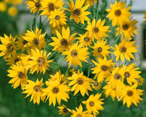 Helianthus salicifolius 'Table Mountain' 11x11 cm Topf – Winterhart, Mehrjährig, Pflegeleicht – Weidenblättrige Sonnenblume – Staude für Beet & Garten