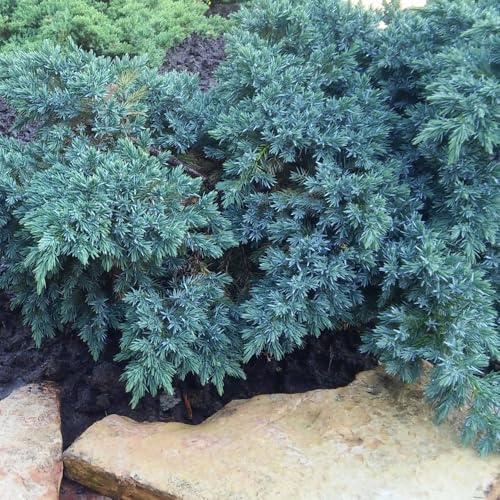 Juniperus Squamata 'Blue Star' - Dwarf Conifer, Compact Evergreen Groundcover, Silver-Blue Foliage, Low Maintenance, Ideal for Rockery -1x 1 Litre Potted Plant by Thompson & Morgan