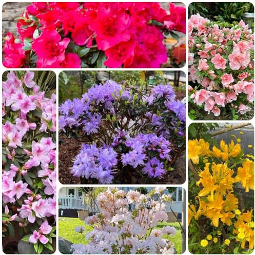 semillas de rododendro, semillas de azalea, exóticas de jardín orgánicas 100pcs