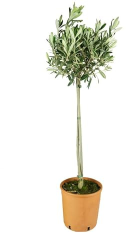 Pianta di Ulivo Vera (Olea Europaea) H 90 cm – Olivo Sempreverde in Vaso 18 cm – Pianta Ornamentale Mediterranea per Giardino, Terrazzo e Balcone – Pianta di Olivo Resistente