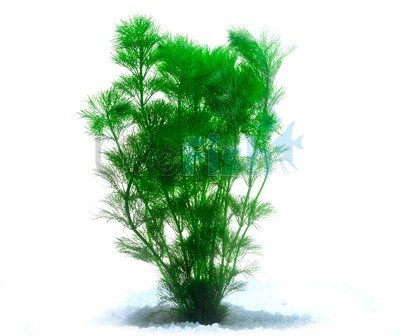 Limnophila Heterophylla - 1 ramo - Planta de acuario vivo