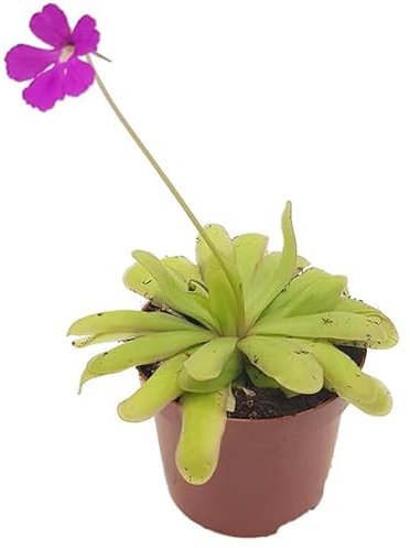 Fangblatt - Pinguicula Saskia - elegantes Fettkraut mit pinker Blüte - Ø 9 cm Topf - fleischfressende Pflanze