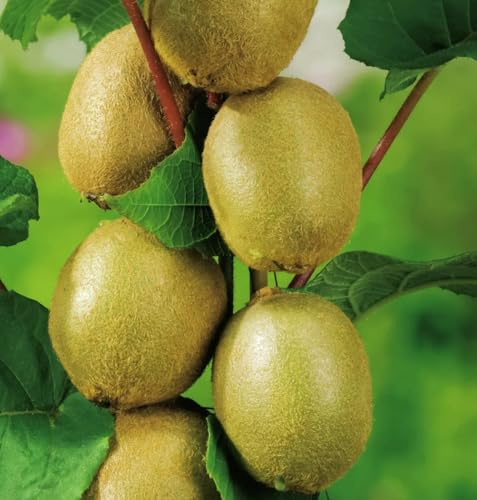 Kiwi Pflanzen Set, Männlich und Weiblich, 2 Stück, Actinidia Deliciosa für Garten und Terrasse