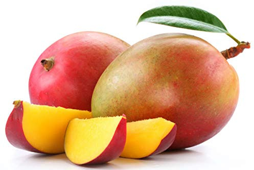 Vivaio Garden Forest Pianta Mango Glenn Innestata H 140 cm | Mangifera indica, Varietà Dolce Senza Fibre, Maturazione ad Agosto