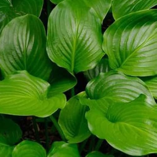 6x Hosta plantaginea 'Grandiflora' – Godet 9x9cm | Grandes fleurs blanches parfumées, tardives