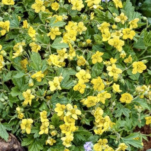 Waldsteinie - Waldsteinia ternata - 10-25cm - Ø9cm - 12 Pflanzen – Robuste Bodendeckerpflanze mit gelben Blüten – Sonnig & Halbschattig – Pflegeleicht