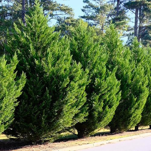 Leyland-Cypress Cupressocyparis leylandii – vintergrön häckväxt – 8 växter – 1 m – 9 cm höjd 35–40 cm – snabbväxande och enkel skötsel