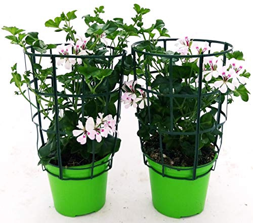 POWERS TO FLOWERS - GERANIO PARIGINO BIANCO HERCULES, PELARGONIUM, 2 PIANTE VASO 14, piante vere