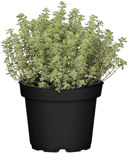 Tomillo GOURMET - Planta Natural para Cocinar - Hierbas Provenzales Naturales para Huerto Urbano