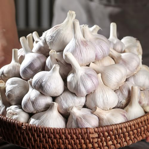 aglio - piantare l'aglio esotiche da rialzate invernali verdi da giardino giardino organiche per la copertura del 60semi
