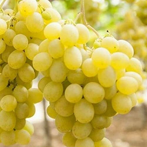 Vite Uva da Tavola, Varietà Regina, Pianta in vaso 2 litri con canna 150 cm Vivaio di Castelletto