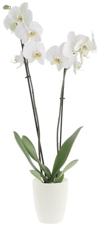 KENTIS - Orchidea Phalaenopsis Bianca - Piante Vere da Interno Fiorite - H 60-70 cm Vaso Ø 12 cm