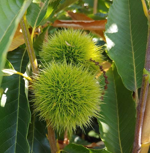 Ecker1, selbstfruchtbare Esskastanie, Marone, Castanea, Baum, 60-80cm im Topf