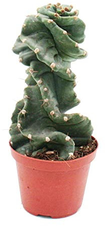 Exotenherz - Cereus jamacaru Spiralis - Spiralkaktus - im 11cm Topf