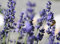 1 x Lavandula angustifolia 'Dwarf Blue' (Staude/Stauden/Winterthart/Mehrjährig) Echter Lavendel - Stecklingsvermehrt - Tolle Farbe - Sehr Insekten- und Bienenfreundlich - von Stauden Gänge