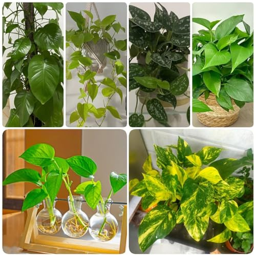 semillas de plantas de interior de hiedra - plantas para pasto de abejas de jardín planta de potos Semillas organicas en maceta cama elevada plantas de balcón resistente perenne 200pcs