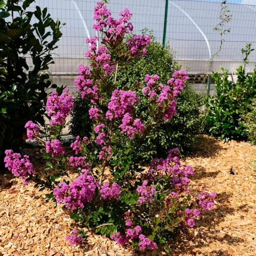 GARTEN SCHLÜTER® Flieder des Südens ‚With Love® Eternal‘ - 3 Liter - Topf | 40 - 60 cm - Lagerstroemia indica - langanhaltende Blüte - Zierstrauch - rosa Blüten