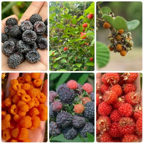 Semi di lampone biologici, perenni resistenti Rubus idaeus, sono resistenti 300pcs