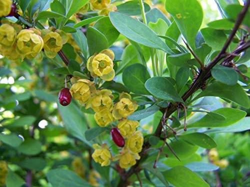 Gewöhnliche Berberitze Berberis vulgaris Pflanze 35-40cm Sauerdorn Essigbeere