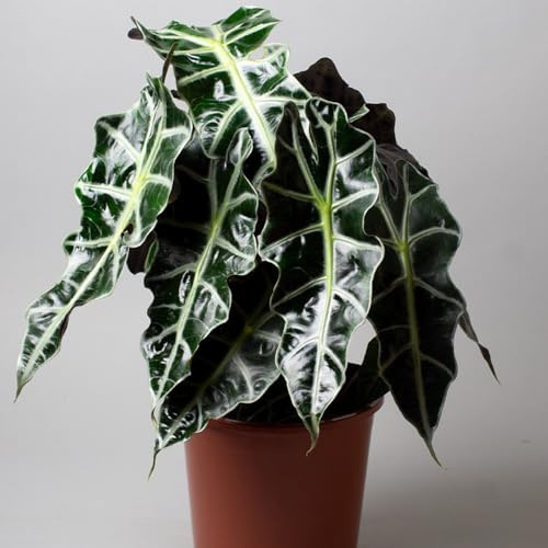 Alocasia Dwarf Amazonica | Arrow Plant | Elephants Ear | Tropical Houseplants (15cm)