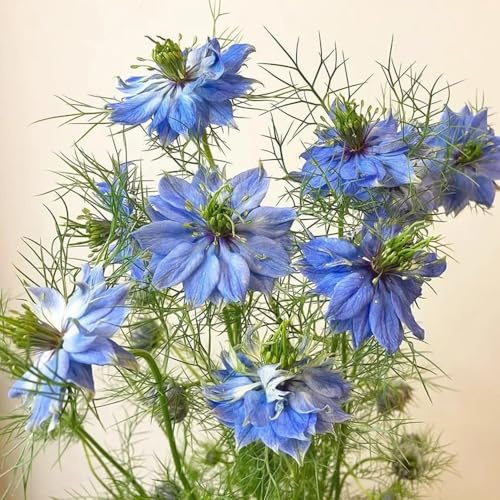 vergine nel seme verde semi, decorazione da giardino per esterni fanciulla nel verde - roccioso da giardino resistenti 200pcs