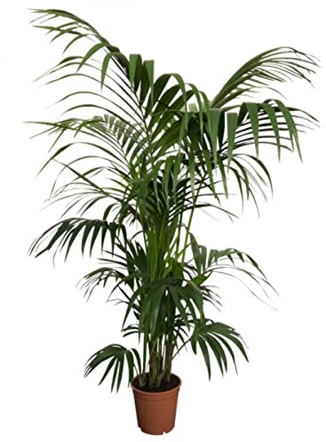 Kentia Palmera de Interior Natural XL Mide Más de 100cm de Altura Howea Planta Natural