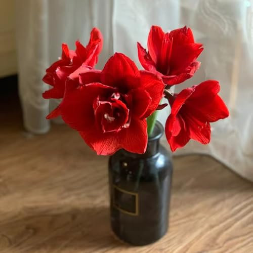 amaryllis zwiebel bonsai topf blumenwiese topfpflanzen dekopflanzen dachbegrünung kräutergarten winterlinge zwiebeln winterhart mehrjährig winterharte stauden mehrjährig pflanztopf 4pcs