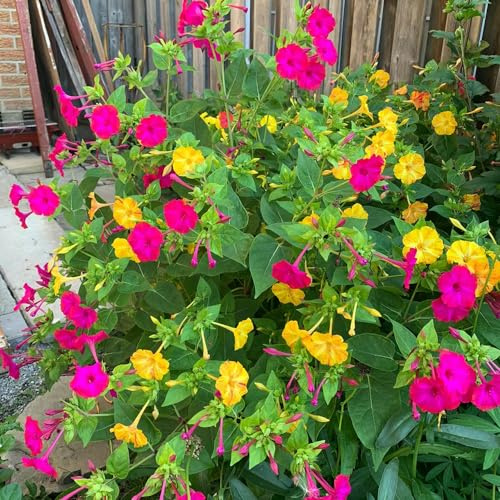 wunderblumesamen - luftreinigende zimmerpflanzen gartenblumen balkonpflanzen hochbeet wohnzimmer deko deko blumenwiese mehrjährig herbst deko winterharte garten kletterpflanzen 80samen