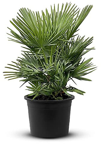 Tropictrees Chamaerops Humilis | palmier nain Resistant au froid | Hauteur 100cm Petite taille | protection de balcon |