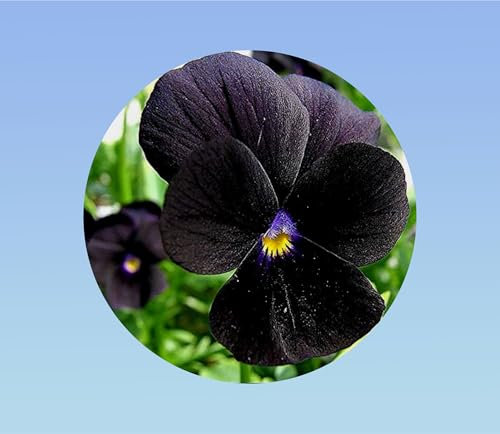 400 graines pensée Noire King - Viola x wittrockiana -plante ornementale