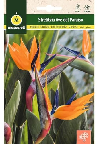Mascarell Semillas, STRELITZIA AVE DEL PARAISO, Semillas Flores Exterior para Decoración, 0,4 Gramos