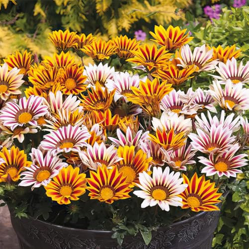 Gazania ‘New Day Tiger Stripe’. 6 x Plug Plant. Striped Daisy Like Blooms. Available from Bedwen Plants