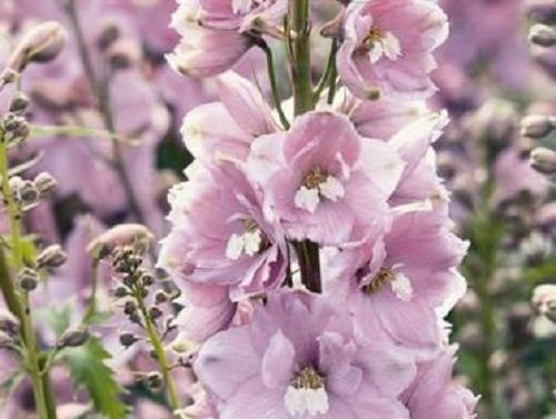 25+ FONTANA MAGICA KIRSCHBLÜTE CON APE BIANCA DELPHINIUM Blumensamen/Perenn