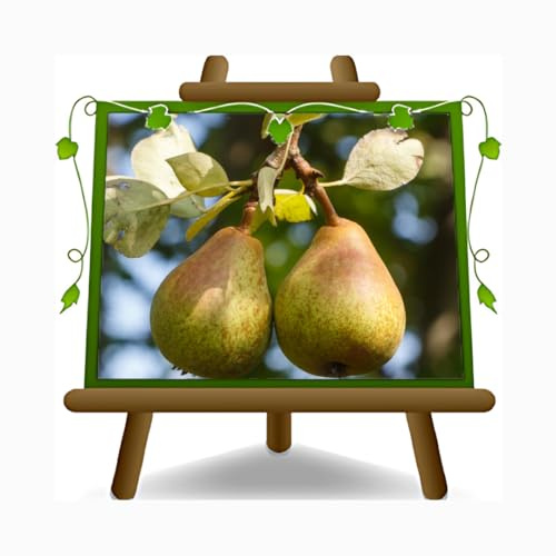Birnbaum Conference - Obstpflanze alte Frucht auf Blumentopf 26 Baum max 200 cm – 4 Jahre Anbau Italien